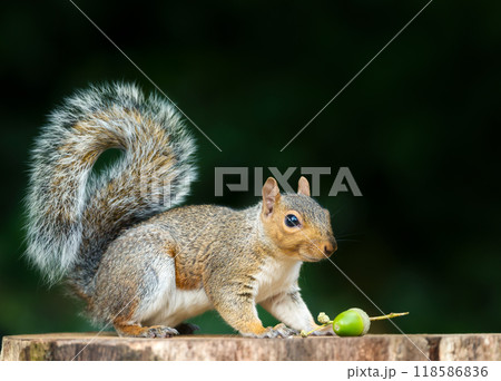 Portrait of a grey squirrel standing on a tree stump with acorn in autumn Portrait of a grey squirrel standing on a tree stump with acorn in autumn 118586836