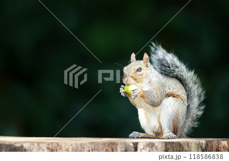 Portrait of a grey squirrel eating acorn on a tree stump in autumn 118586838