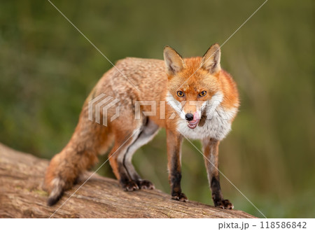 Portrait of a red fox with open mouth standing on a log in the forest Portrait of a red fox with open mouth standing on a log in the forest 118586842