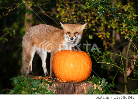 Portrait of a young red fox standing close to pumpkin on a tree stump in a forest at night 118586843