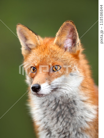 Portrait of a cute red fox against green background Portrait of a cute red fox against green background 118586844