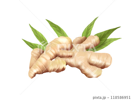Ginger food illustration on white background 118586951