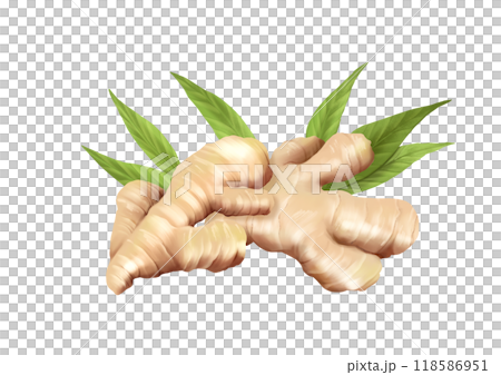 Ginger food illustration on white background 118586951
