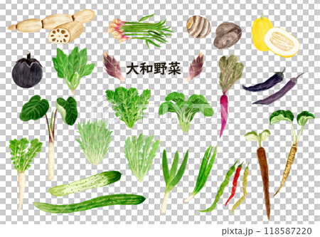 Hand-drawn watercolor illustration of Yamato vegetables 118587220