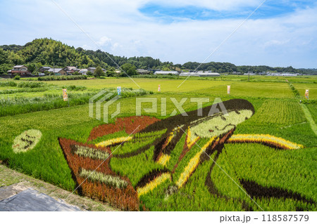 菊川市の実り始めた田んぼアート(静岡県) 118587579