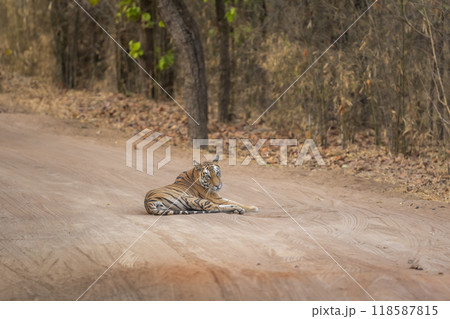 showstopper wild female tiger or tigress or panthera tigris sitting blocking road or forest track with full face eye contact in morning safari at bandhavgarh national park reserve madhya pradesh india 118587815