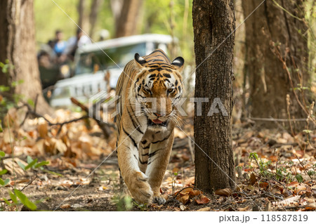 wild male bengal tiger or panthera tigris walking head on looking straight into eyes and safari vehicles following him in hot summer season at kanha national park forest reserve madhya pradesh india 118587819