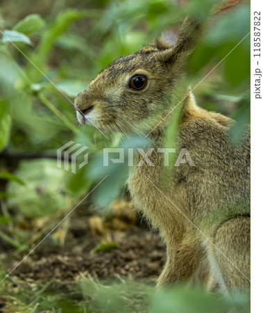 wild indian hare or black naped hare or Lepus nigricollis camouflage in green grass in his natural habitat in winter season safari at ranthambore national park forest tiger reserve rajasthan india 118587822