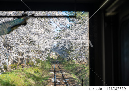 春の津軽鉄道と桜並木/青森県 春の津軽鉄道と桜並木/青森県 118587839