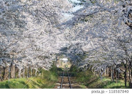 春の津軽鉄道と桜並木/青森県 春の津軽鉄道と桜並木/青森県 118587840