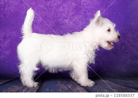 West Highland White Terrier puppy dog standing on a purple background 118588337