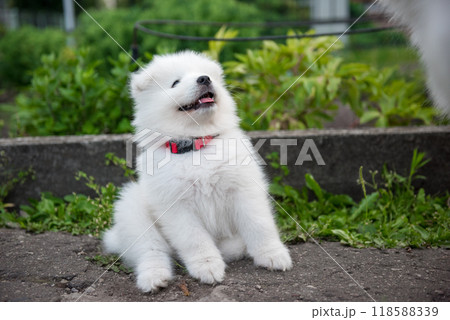 Funny Samoyed puppy in the summer garden on the road 118588339