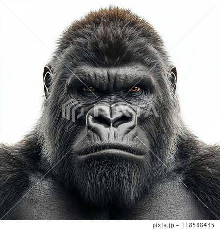 Powerful silverback gorilla with intense orange eyes stares directly at the viewer 118588435