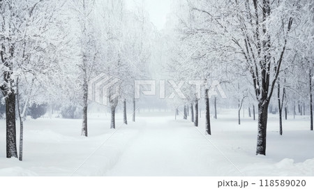 Snow-covered park path during winter with trees blanketed in white fluff 118589020