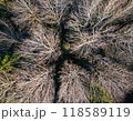 Aerial view of a forest in early spring or late autumn 118589119