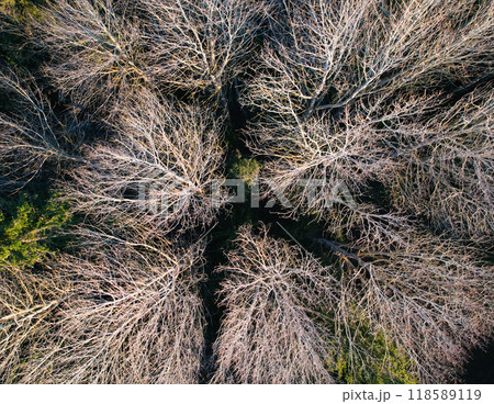 Aerial view of a forest in early spring or late autumn Aerial view of a forest in early spring or late autumn 118589119