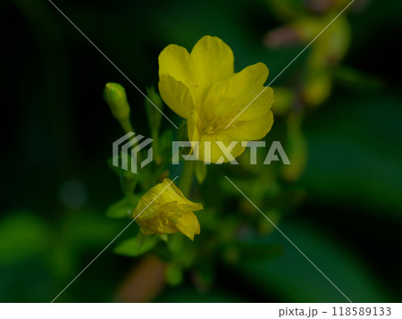 月見草開花 月見草開花 118589133