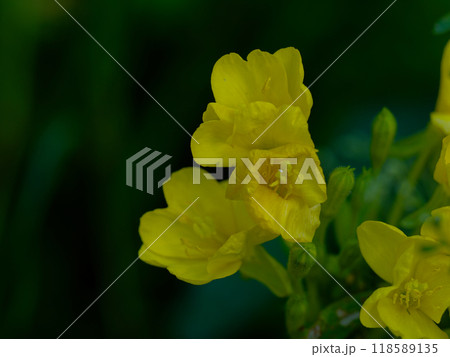 月見草開花 118589135