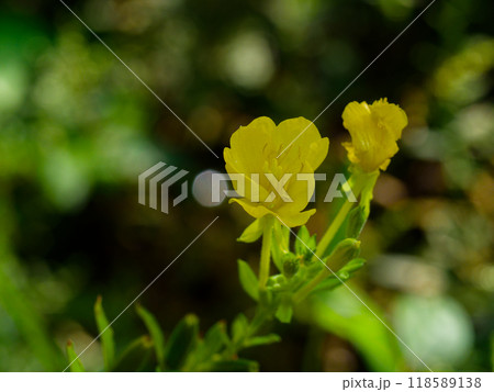 月見草開花 118589138