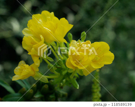 月見草開花 月見草開花 118589139