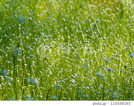 日本固有種ホシクサ科シラタマホシクサ群生 日本固有種ホシクサ科シラタマホシクサ群生 118589165