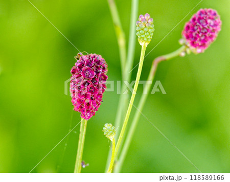 多年生草本バラ科ワレモコウの暗紅紫色の花 118589166