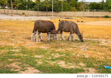 Cow in a yellow field 118589175