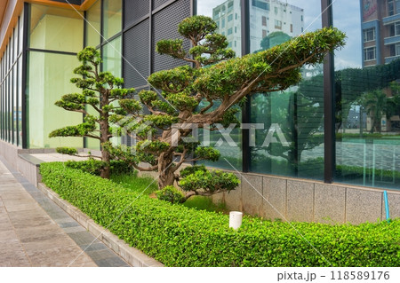 Green Tree Next to Glass Building Green Tree Next to Glass Building 118589176