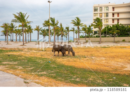 Cows graze next to the beach with palm trees in the background Cows graze next to the beach with palm trees in the background 118589181