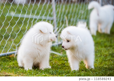 Funny fluffy white Samoyed puppies dogs are playing 118589243