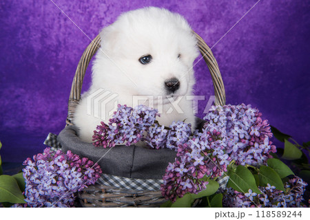 White fluffy small Samoyed puppy dog is sitting on purple background with lilac flowers in basket 118589244