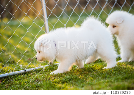 Funny fluffy white Samoyed puppies dogs are playing Funny fluffy white Samoyed puppies dogs are playing 118589259