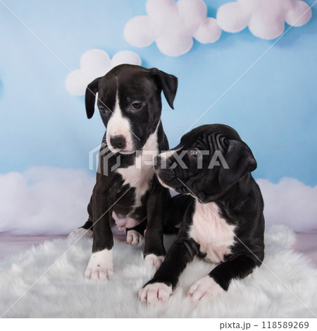 Two Black male American Staffordshire Bull Terrier dogs puppies on blue background Two Black male American Staffordshire Bull Terrier dogs puppies on blue background 118589269
