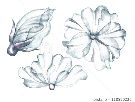 Clip art of delicate white flowers. The transparent petals of the flower are made in watercolor. Hand-drawn illustrations. For the design of invitations, greeting cards in watercolor style. Clip art of delicate white flowers. The transparent petals of the flower are made in watercolor. Hand-drawn illustrations. For the design of invitations, greeting cards in watercolor style. 118590226