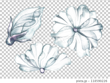 Clip art of delicate white flowers. The transparent petals of the flower are made in watercolor. Hand-drawn illustrations. For the design of invitations, greeting cards in watercolor style. Clip art of delicate white flowers. The transparent petals of the flower are made in watercolor. Hand-drawn illustrations. For the design of invitations, greeting cards in watercolor style. 118590226