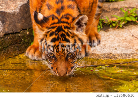 Sumatran tiger family with two little cubs 118590610