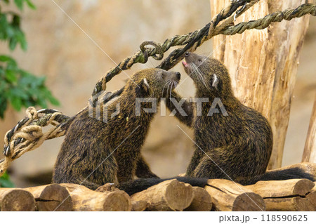 Binturong Arctictis binturong, also known as bearcat. Wildlife animal. 118590625