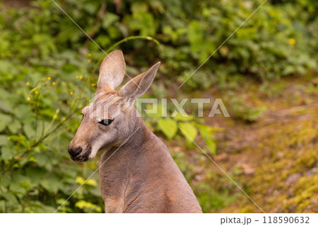 Portrait of an Australian medium sized kangaroo in selective focus Portrait of an Australian medium sized kangaroo in selective focus 118590632