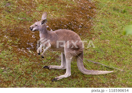 Portrait of an Australian medium sized kangaroo in selective focus 118590654