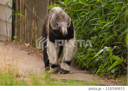 Giant anteater cute animal from Brazil. Giant anteater cute animal from Brazil. 118590655