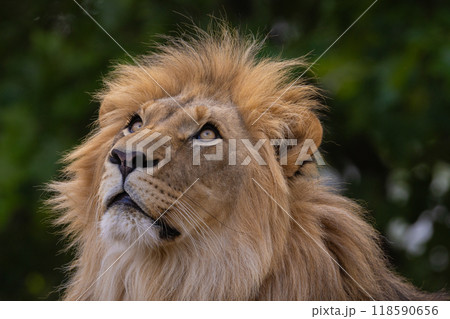 close-up image of a lion's face. expression is calm and majestic, close-up image of a lion's face. expression is calm and majestic, 118590656