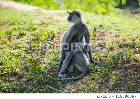 black faced grey langur monkey in Yala National Park, Sri Lanka 118590667