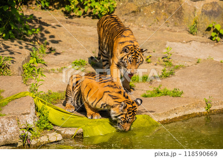 critically endangered Sumatran tiger 118590669
