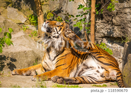 critically endangered Sumatran tiger 118590670
