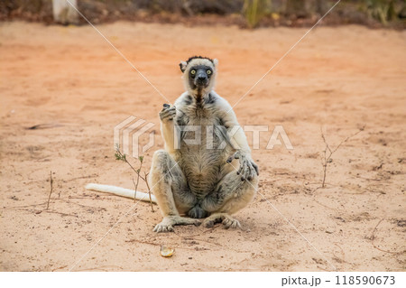 Sifaka lemur Propithecus verreauxi Madagascar nature Sifaka lemur Propithecus verreauxi Madagascar nature 118590673