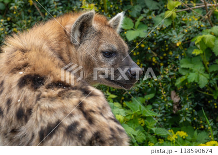 portrait of spotted hyena selective focus in detail. portrait of spotted hyena selective focus in detail. 118590674