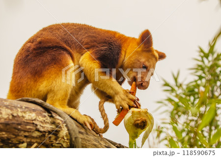 Goodfellow's Tree Kangaroo, portrait of very cute rare red animal. 118590675