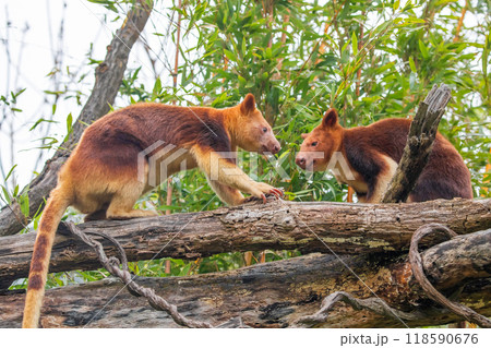 Goodfellow's Tree Kangaroo, portrait of very cute rare red animal. Goodfellow's Tree Kangaroo, portrait of very cute rare red animal. 118590676