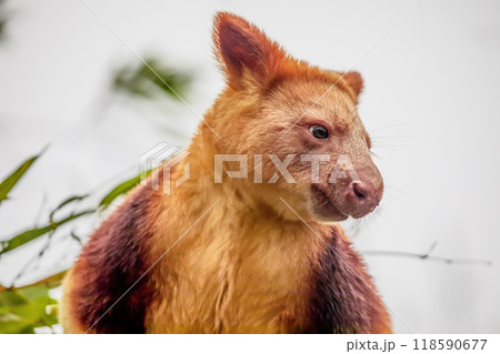 Goodfellow's Tree Kangaroo, portrait of very cute rare red animal. 118590677