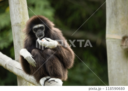 lar gibbon white-handed gibbon, an endangered primate in the gibbon family 118590680